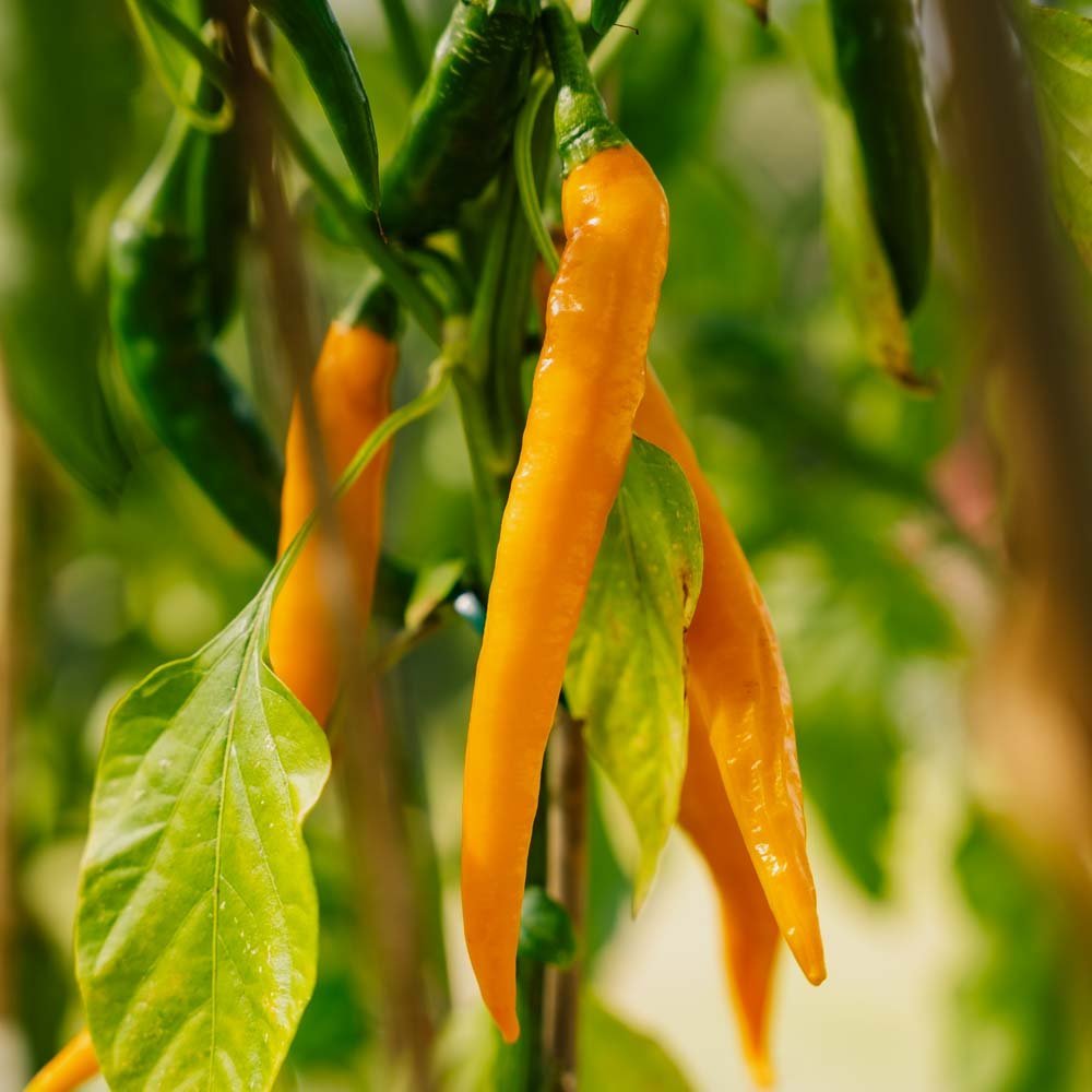 Tulinen chili 'Koh Tao' - 5 luomusiementä