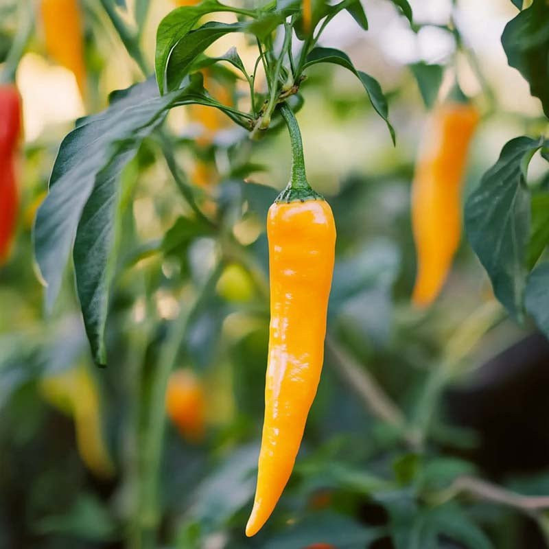 Tulinen chili 'Koh Tao' - 5 luomusiementä