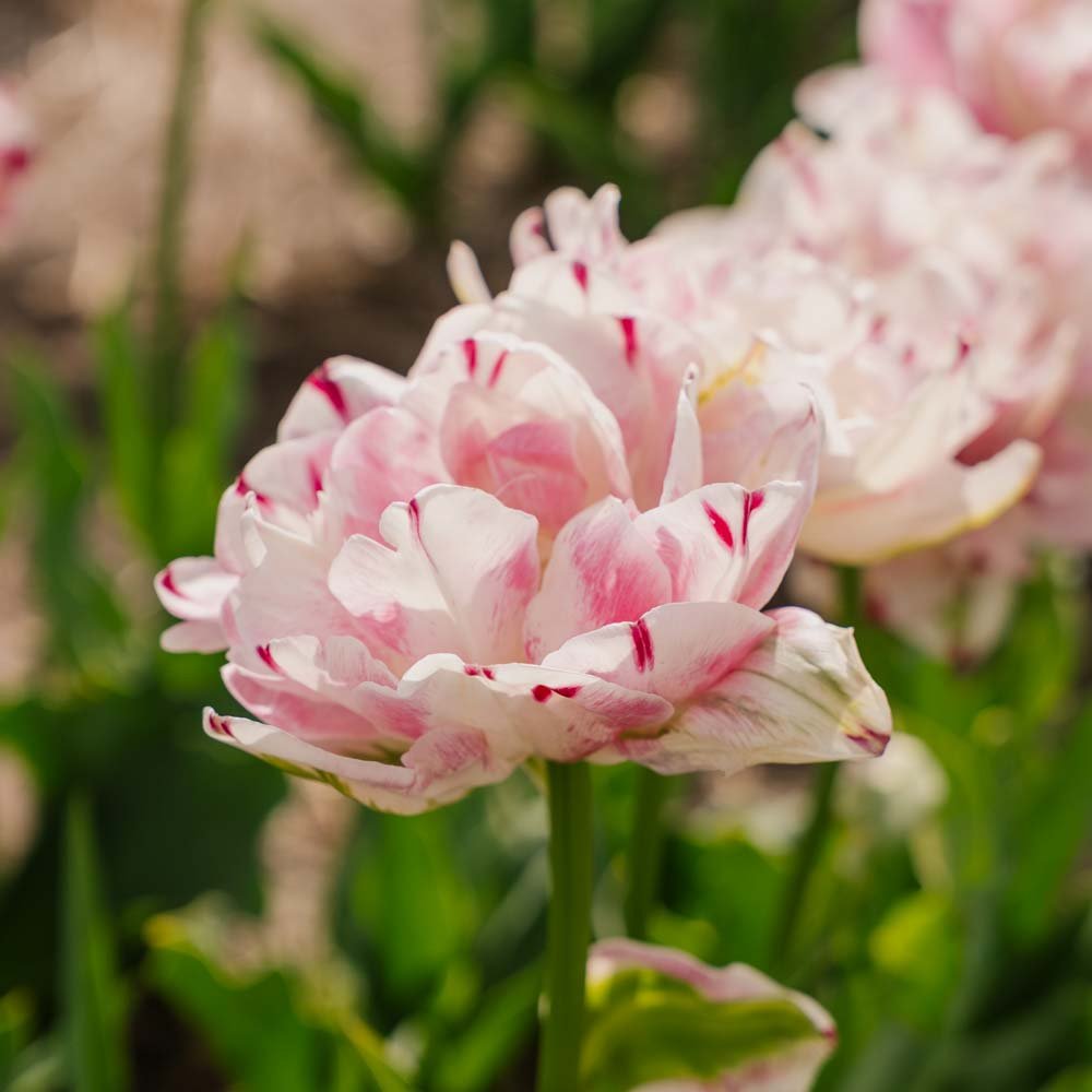 Tulppaani 'Danceline'