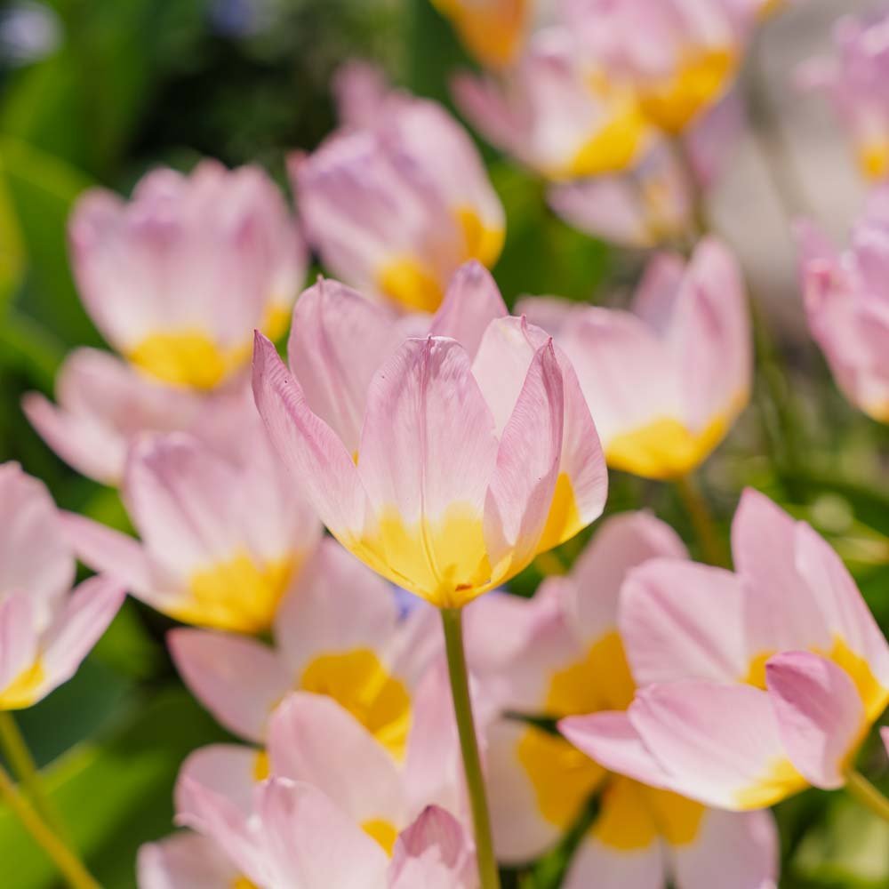 Tulppaani 'Lilac Wonder'