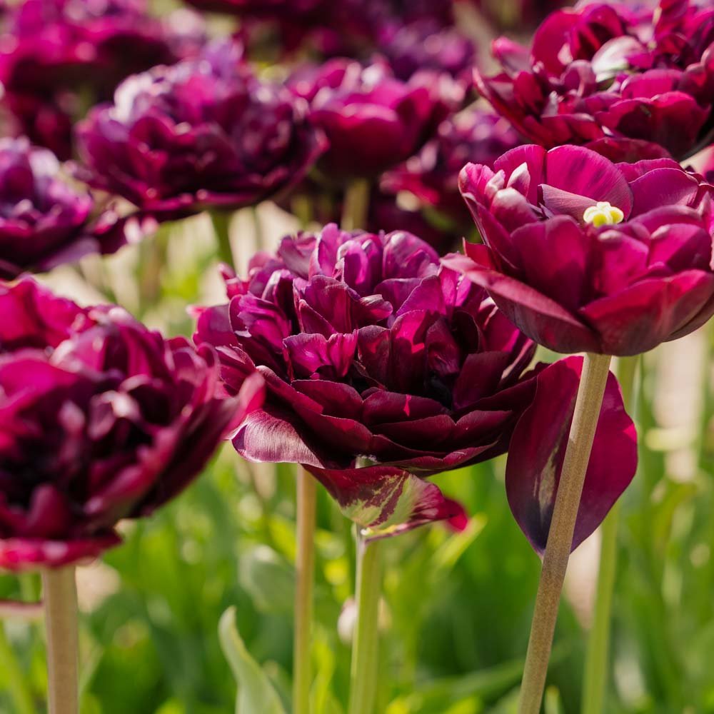 Tulppaani 'Mystery Dream'