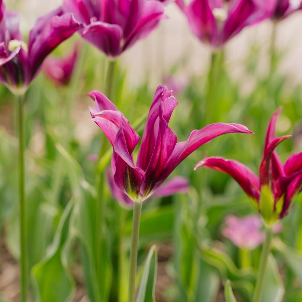 Tulppaani 'Purple Doll'