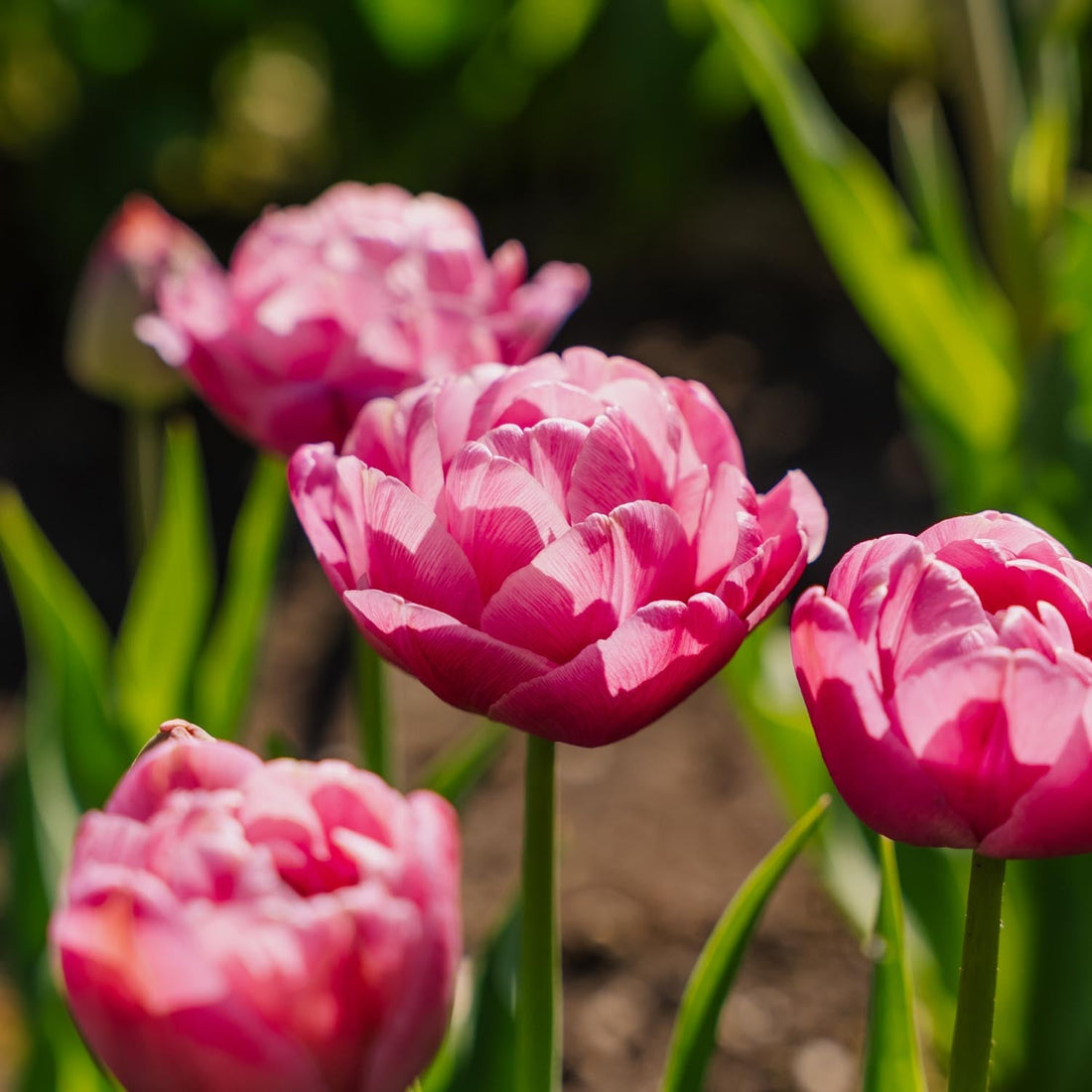 Løglasagne 'Bubblegum Bay'
