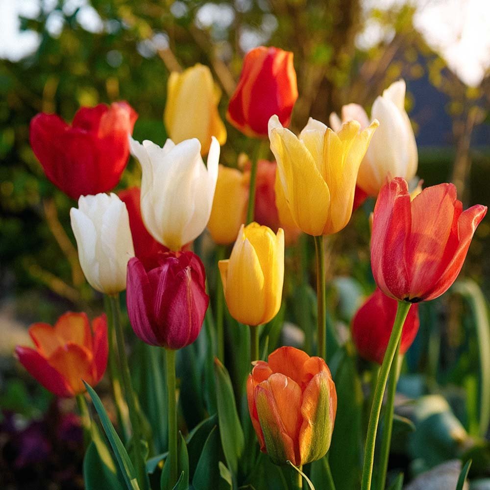 Tulppaaniseos 'Fosteriana Mixed'