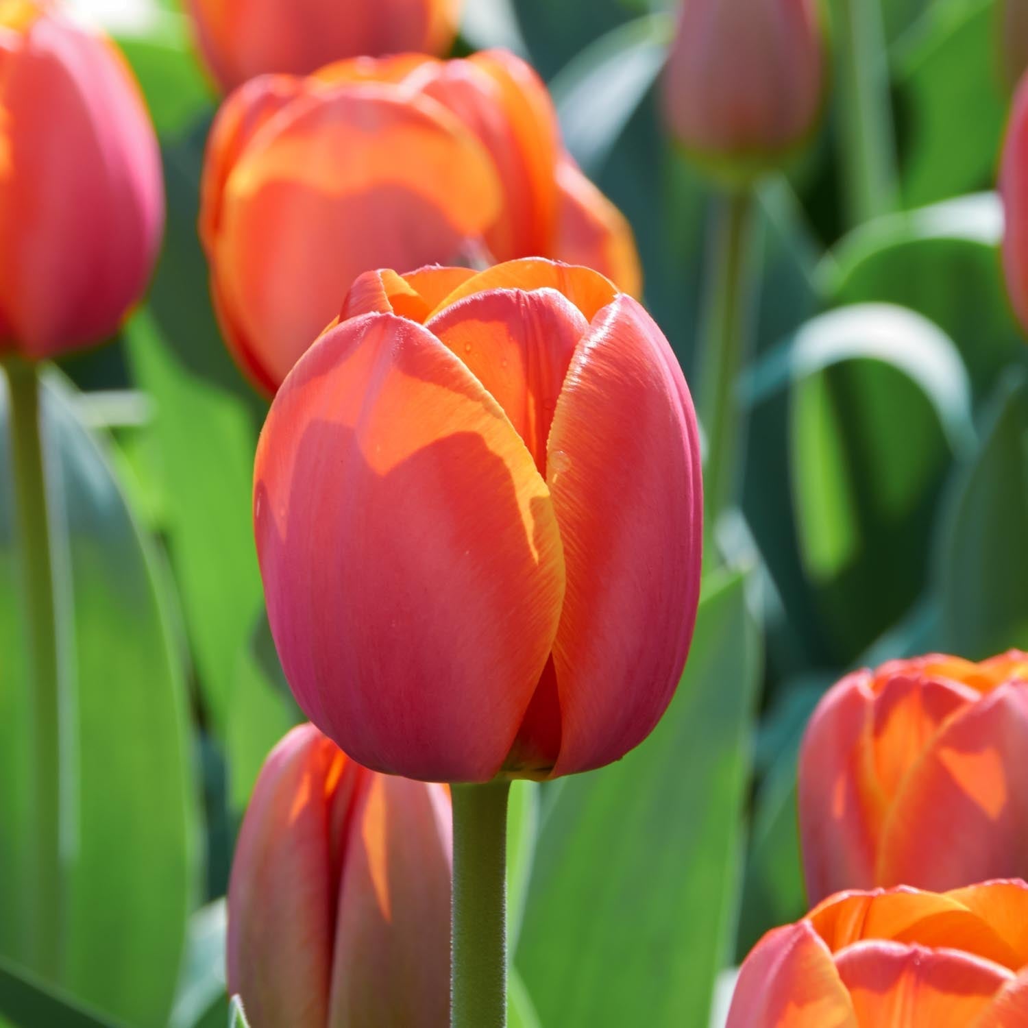 Tulppaani 'Ad Rem'