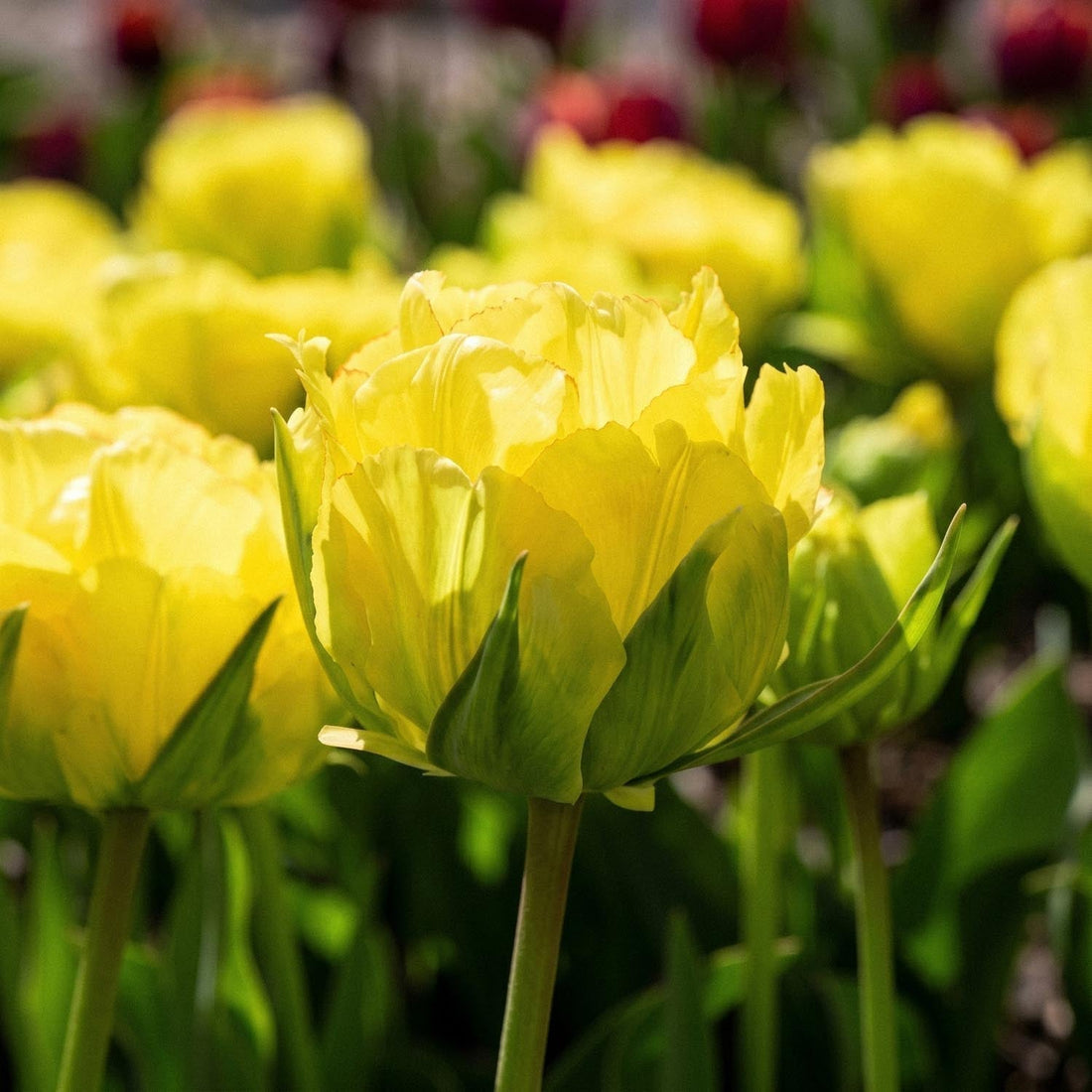 Tulppaani 'Akebono'