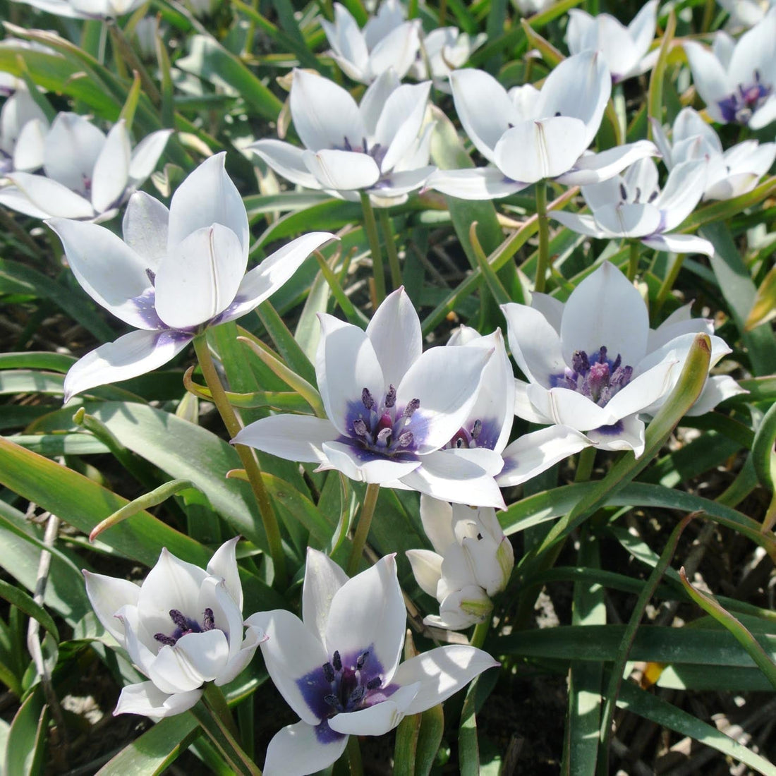 Tulppaani 'Albo Caerulea'