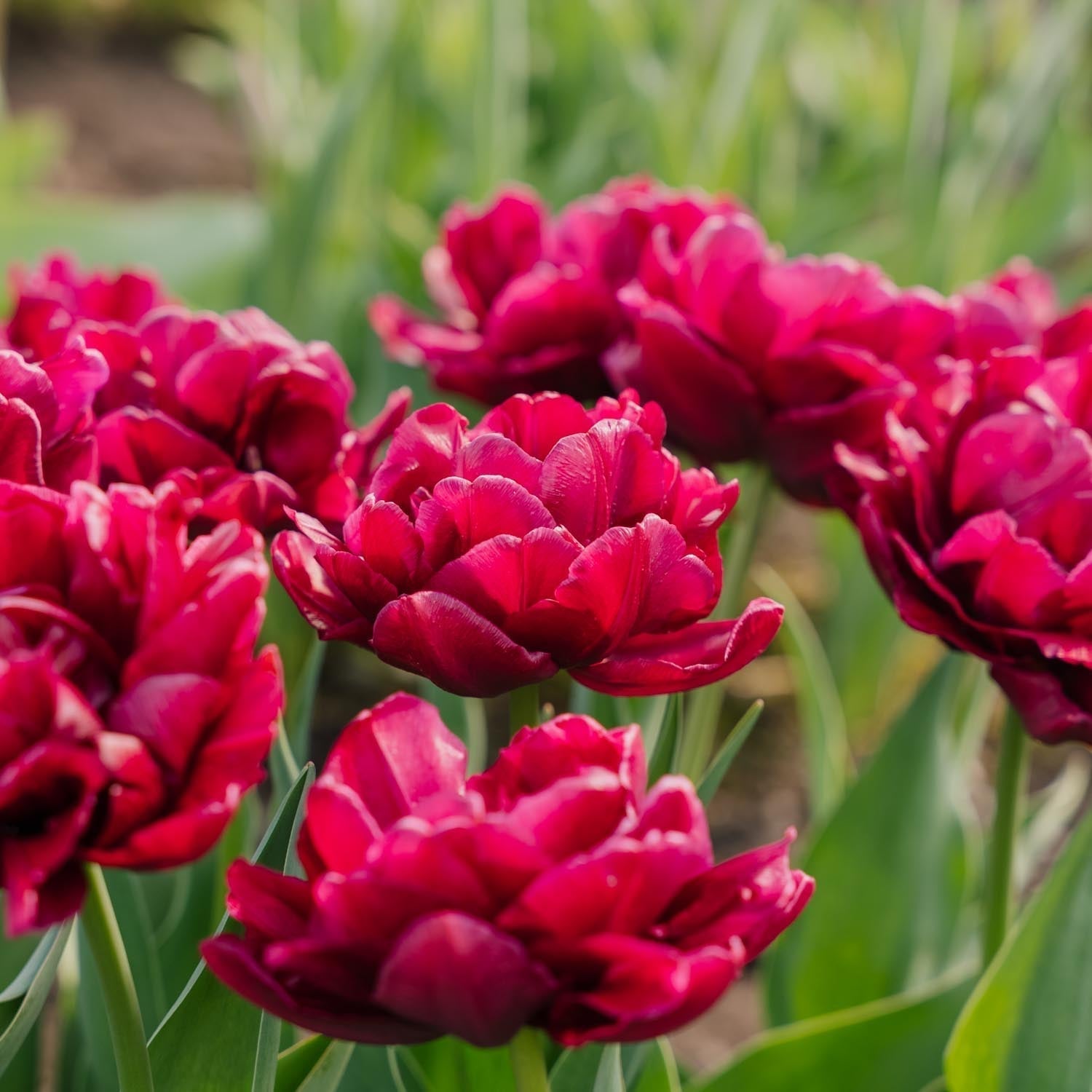 Tulppaani 'Alison Bradley'