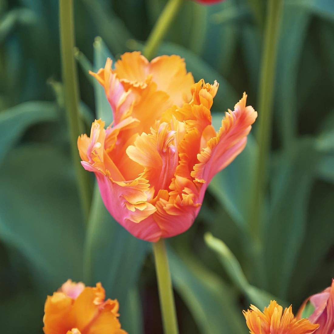Tulppaani 'Amazing Parrot'