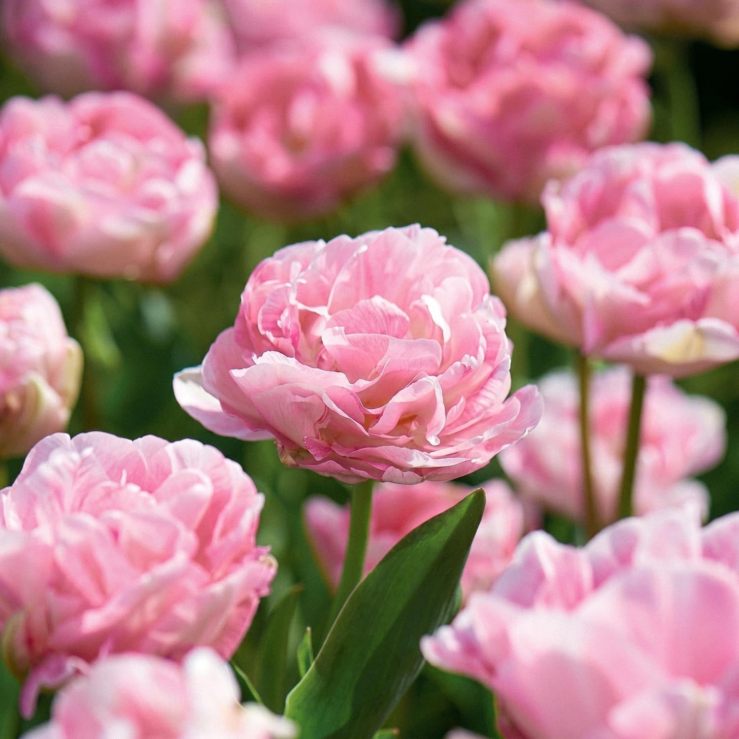 Tulppaani 'Angelique'