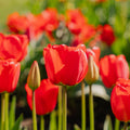 Tulppaani 'Apeldoorn'
