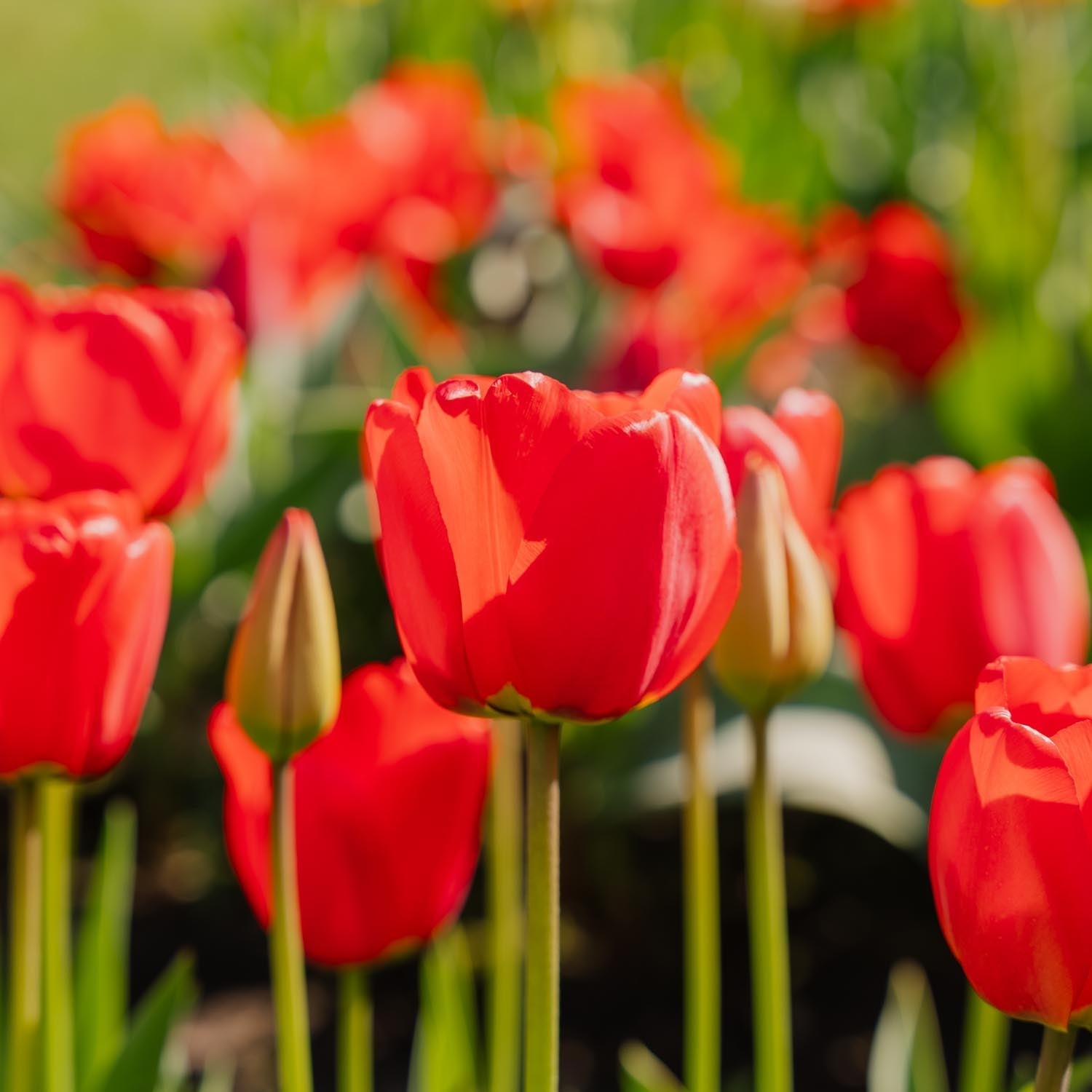 Tulppaani 'Apeldoorn'