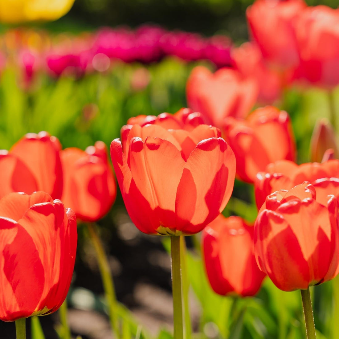 Tulppaani 'Apeldoorn'