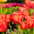 Tulppaani 'Apeldoorn'
