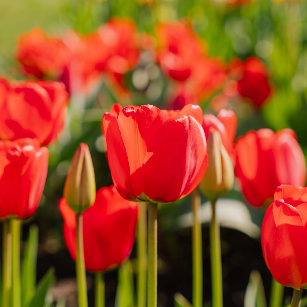 Tulppaani 'Apeldoorn'