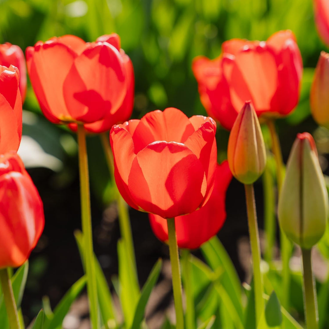 Tulppaani 'Apeldoorn'