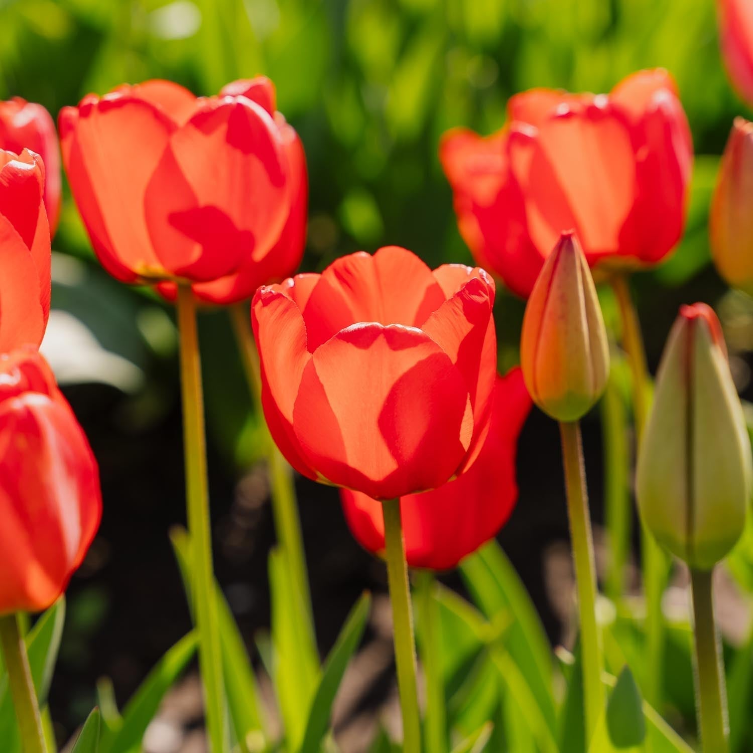 Tulppaani 'Apeldoorn'