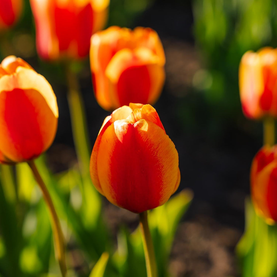 Tulppaani 'Apeldoorn's Elite'
