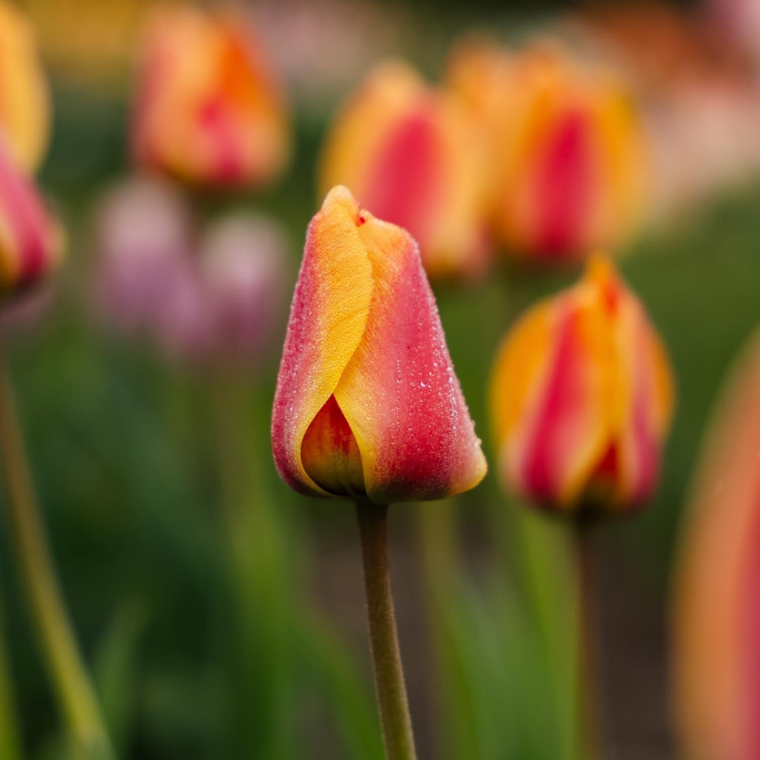 Tulppaani 'Apeldoorn's Elite'