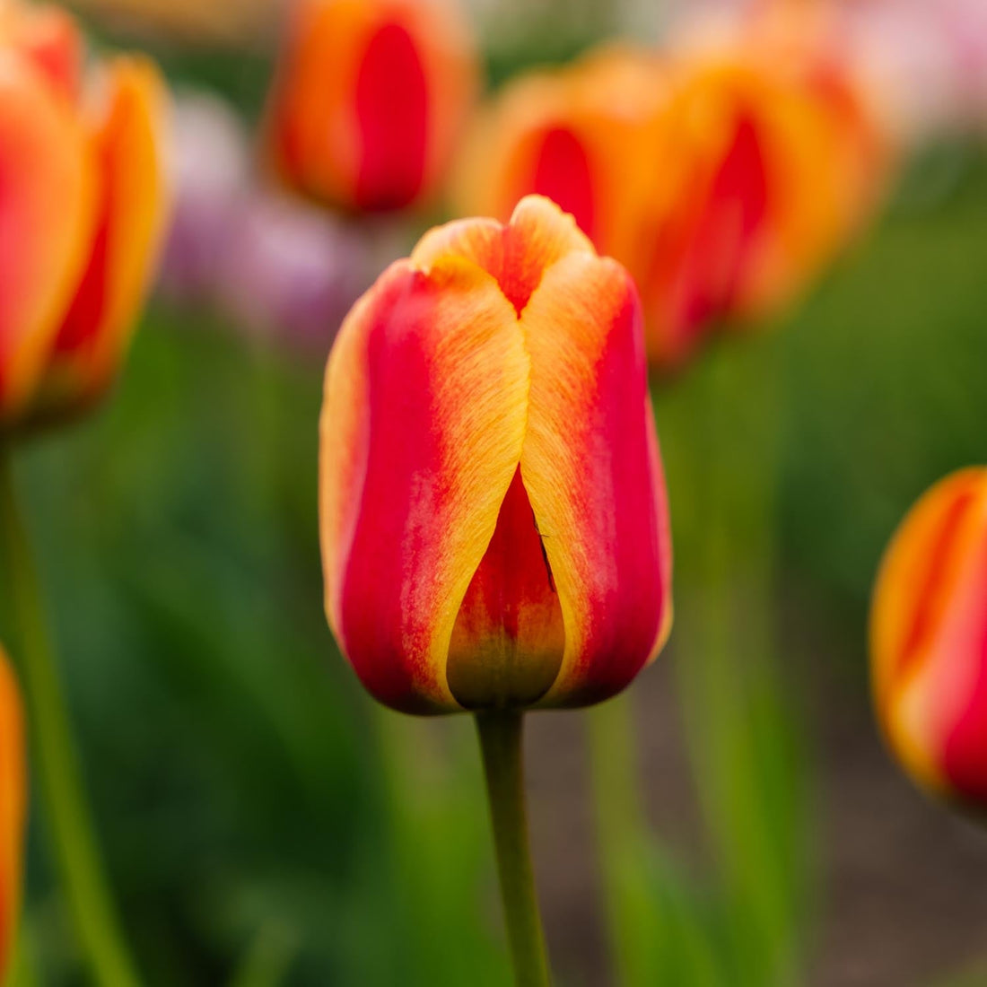 Tulppaani 'Apeldoorn's Elite'