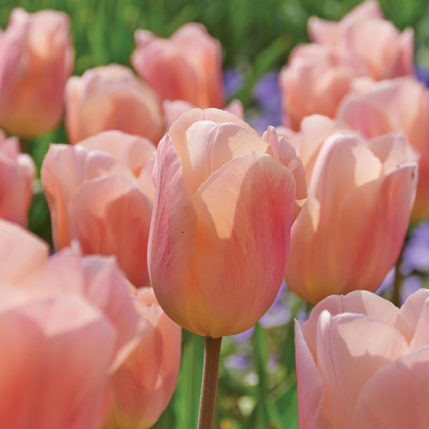 Tulppaani 'Apricot Beauty'
