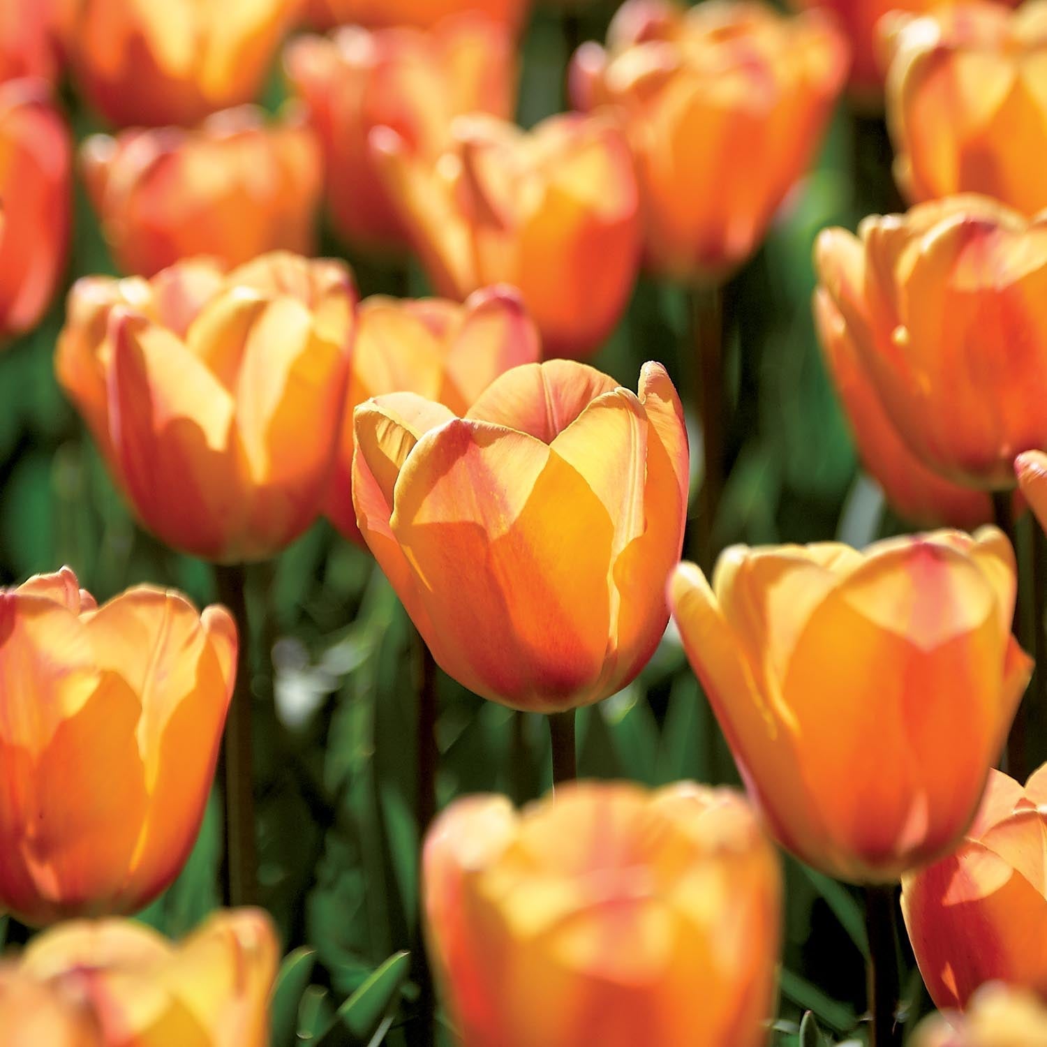 Tulppaani 'Apricot Fox'