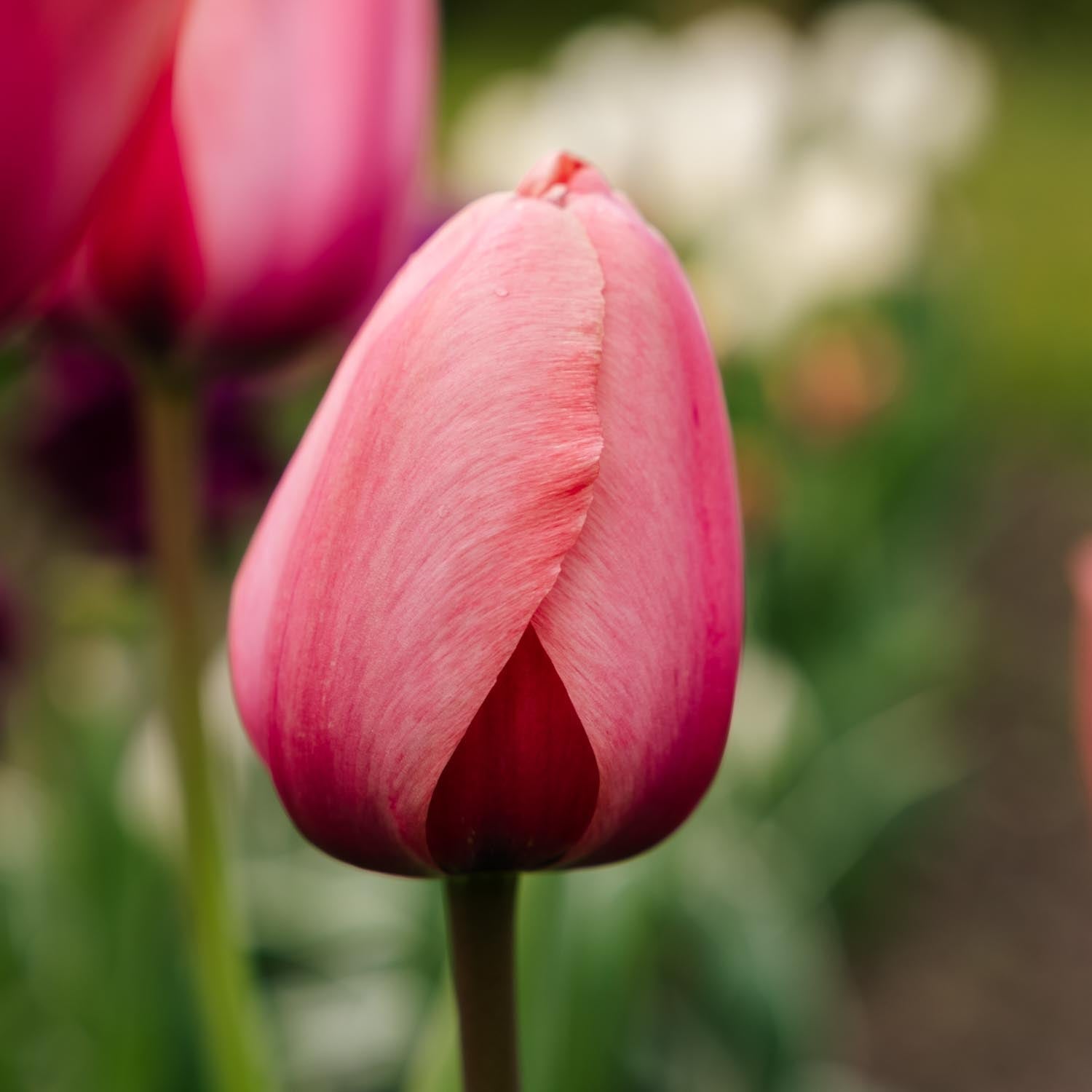 Tulppaani 'Apricot Impression'