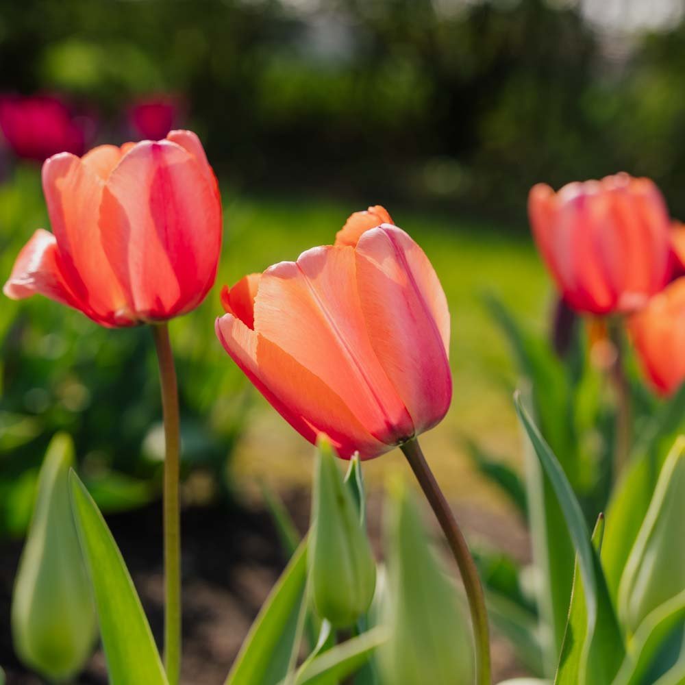 Tulppaani 'Apricot Impression'