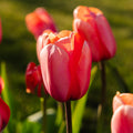 Tulppaani 'Apricot Impression'
