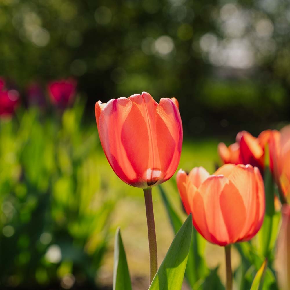Tulppaani 'Apricot Impression'