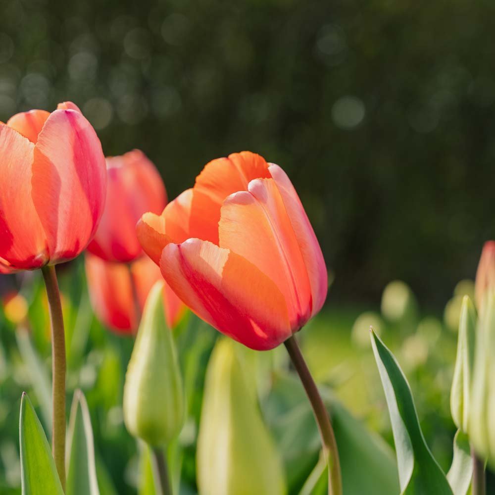 Tulppaani 'Apricot Impression'
