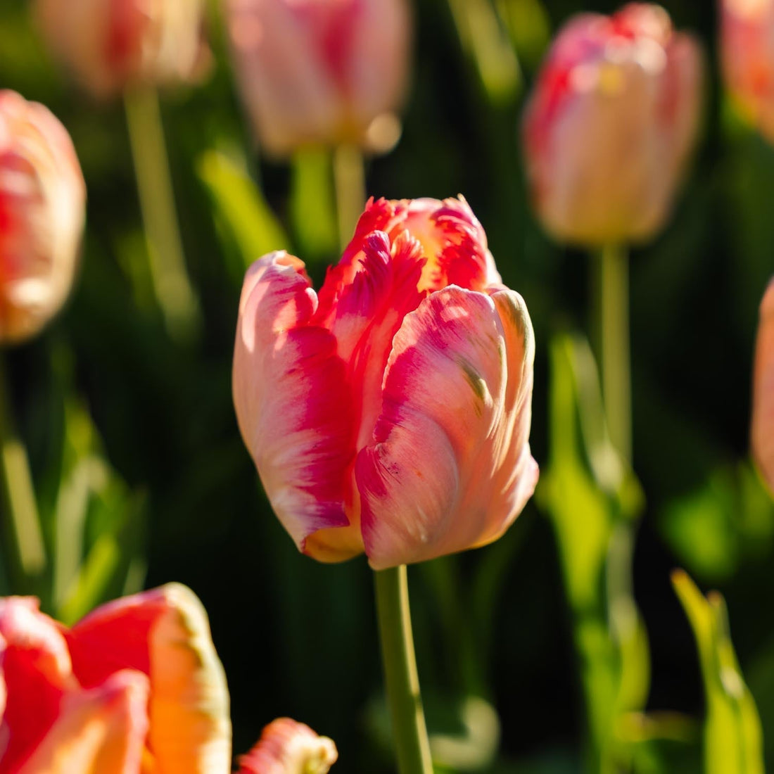 Tulppaani 'Apricot Parrot'