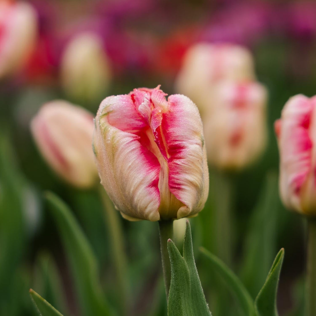Tulppaani 'Apricot Parrot'