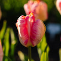 Tulppaani 'Apricot Parrot'