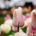 Tulppaani 'Apricot Pride'