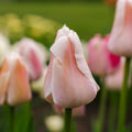 Tulppaani 'Apricot Pride'