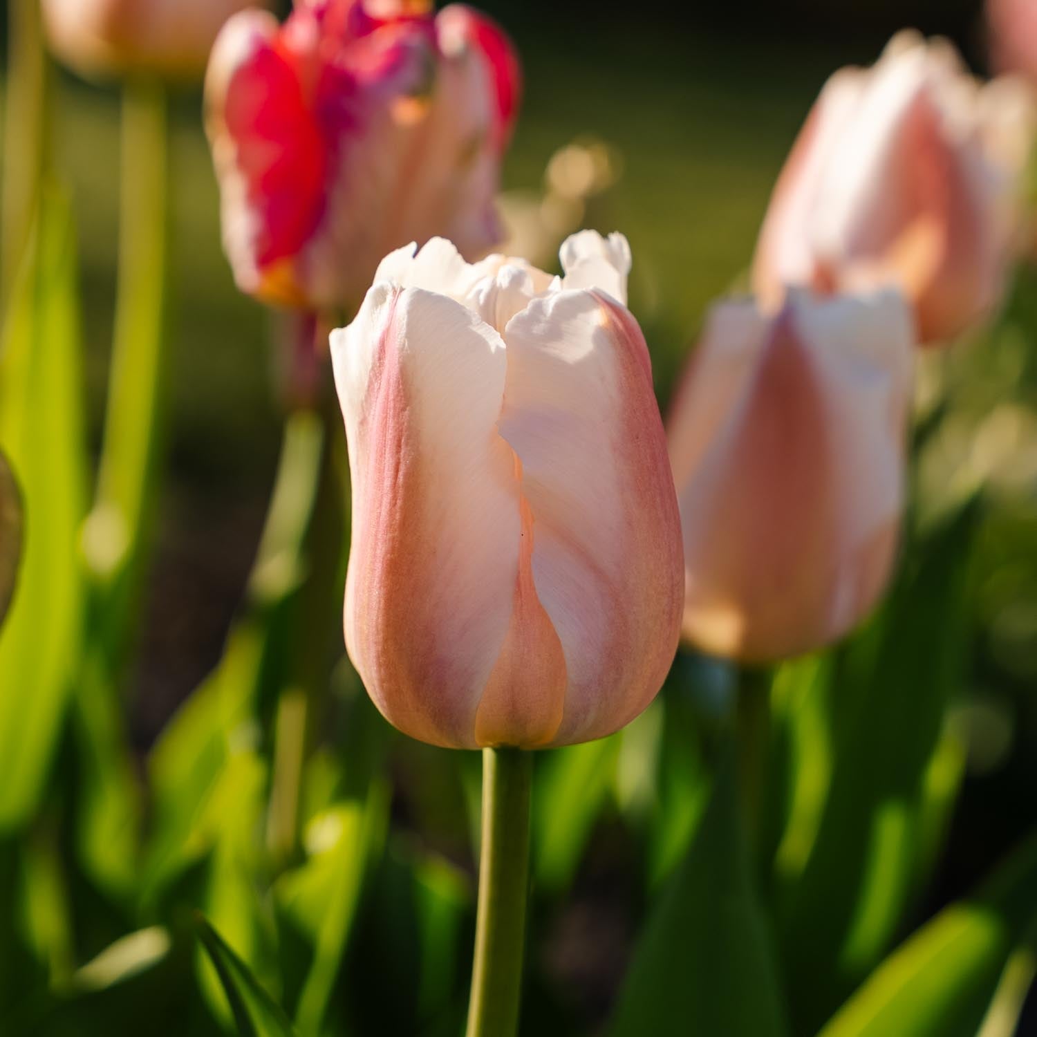 Tulppaani 'Apricot Pride'