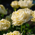 Tulppaani 'Avant Garde'
