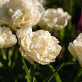 Tulppaani 'Avant Garde'