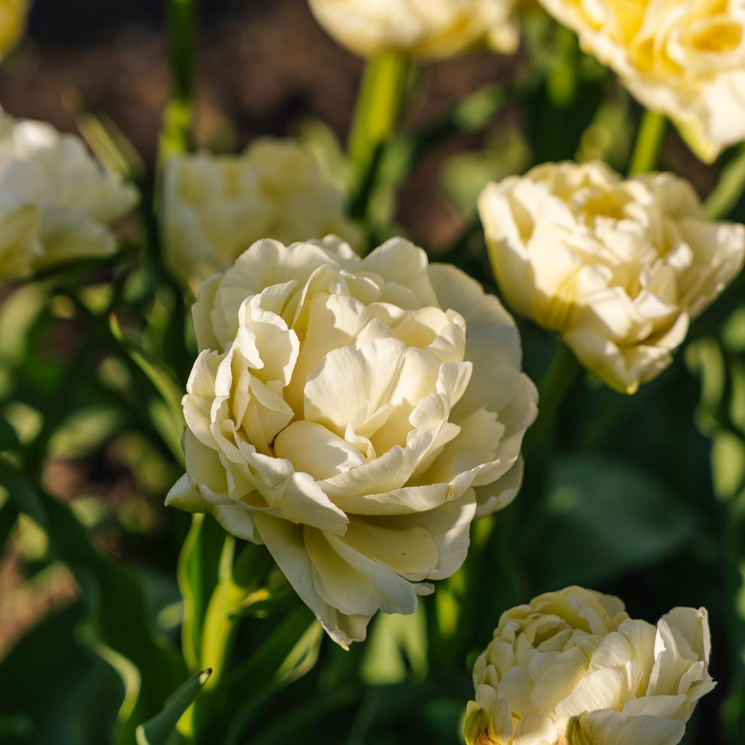 Tulppaani 'Avant Garde'