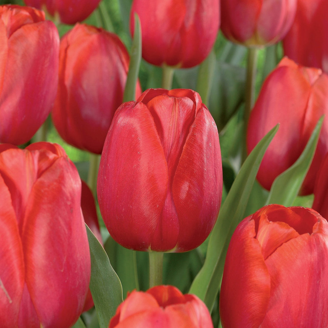Tulppaani 'Avignon'