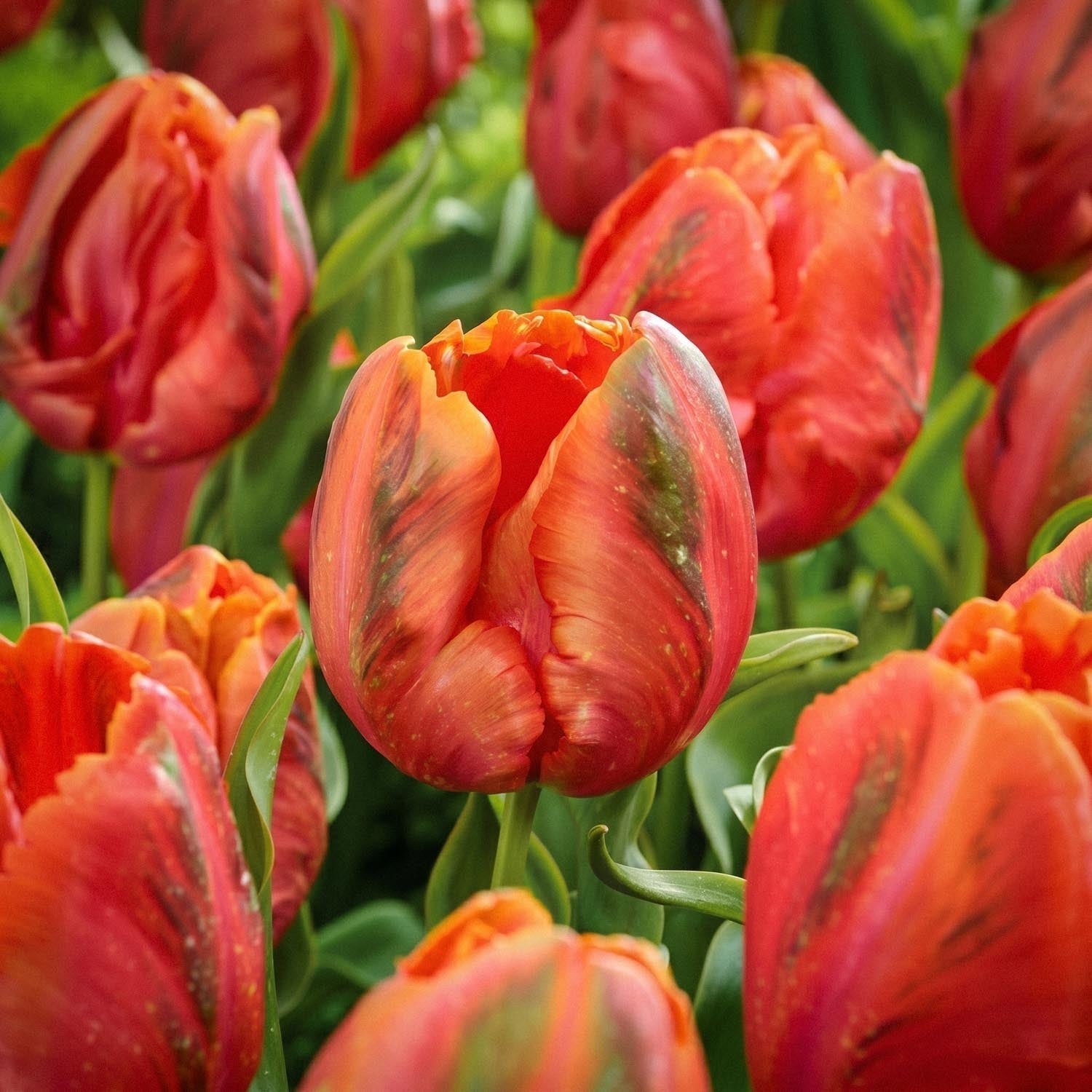 Tulppaani 'Avignon'
