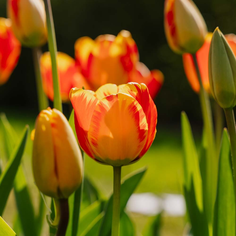 Tulppaani 'Banja Luka'