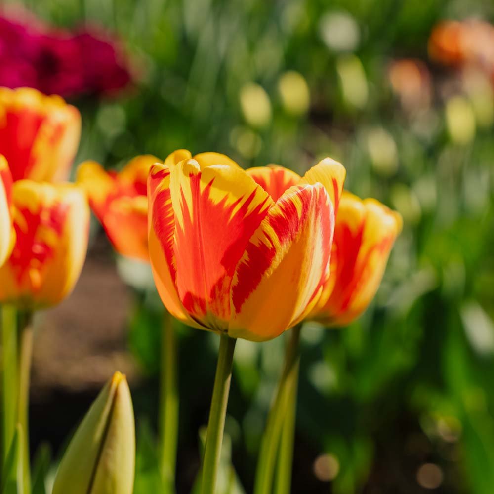 Tulppaani 'Banja Luka'