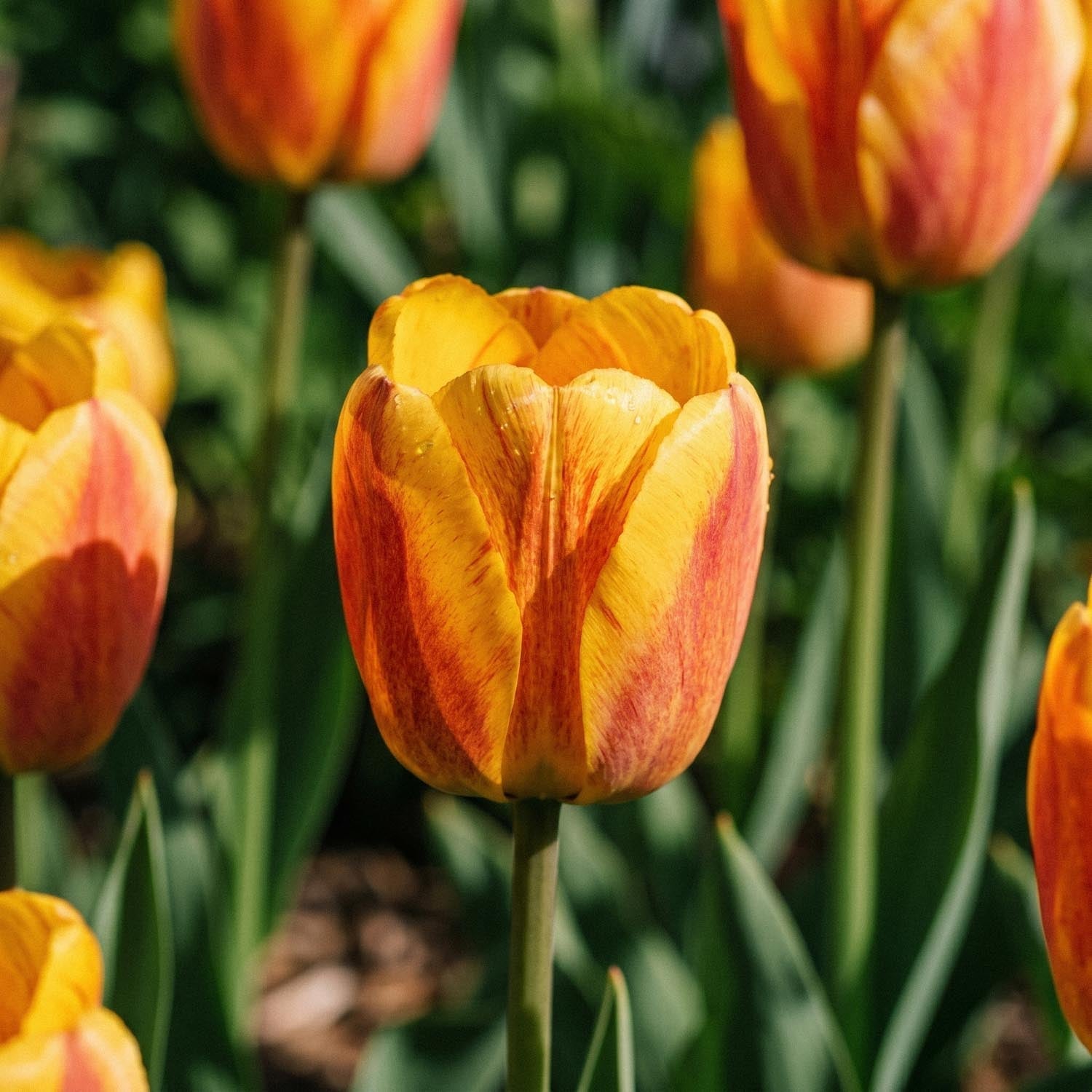 Tulppaani 'Beauty of Apeldoorn'