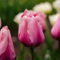 Tulppaani 'Big Love'