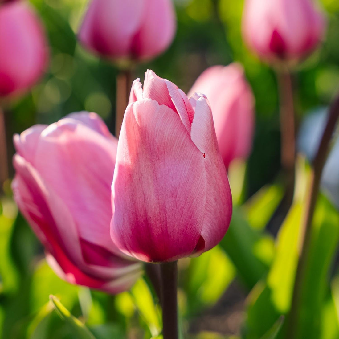 Tulppaani 'Big Love'