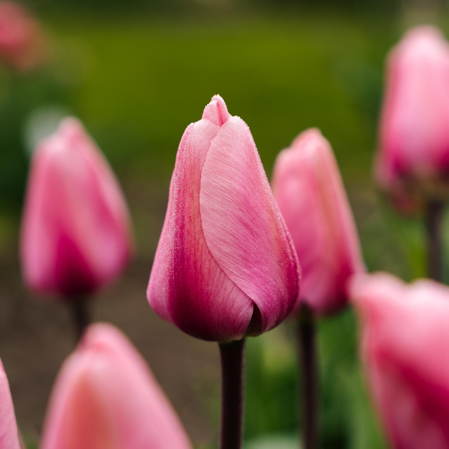 Tulppaani 'Big Love'