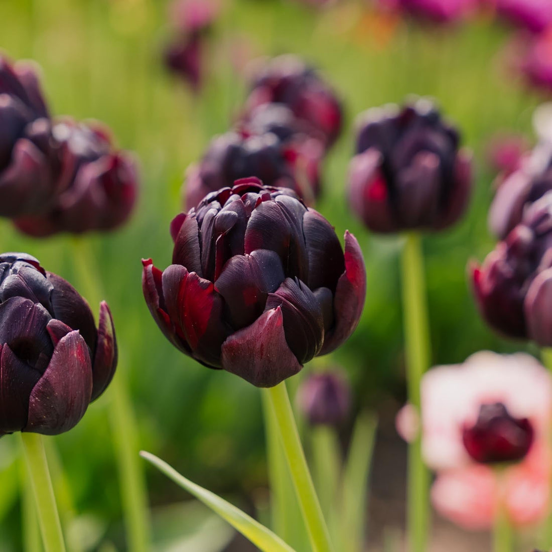 Tulppaani 'Black Hero'