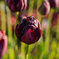 Tulppaani 'Black Hero'